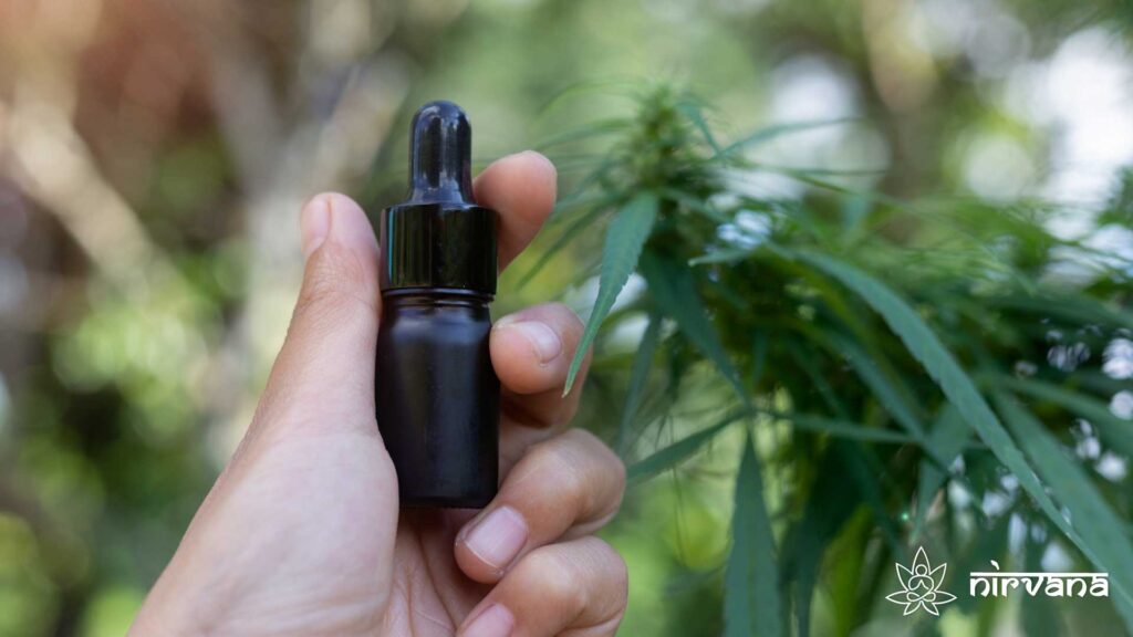 Hand holding a black bottle of cannabis oil near hemp leaves outdoors