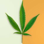 Single cannabis leaf on green and orange background