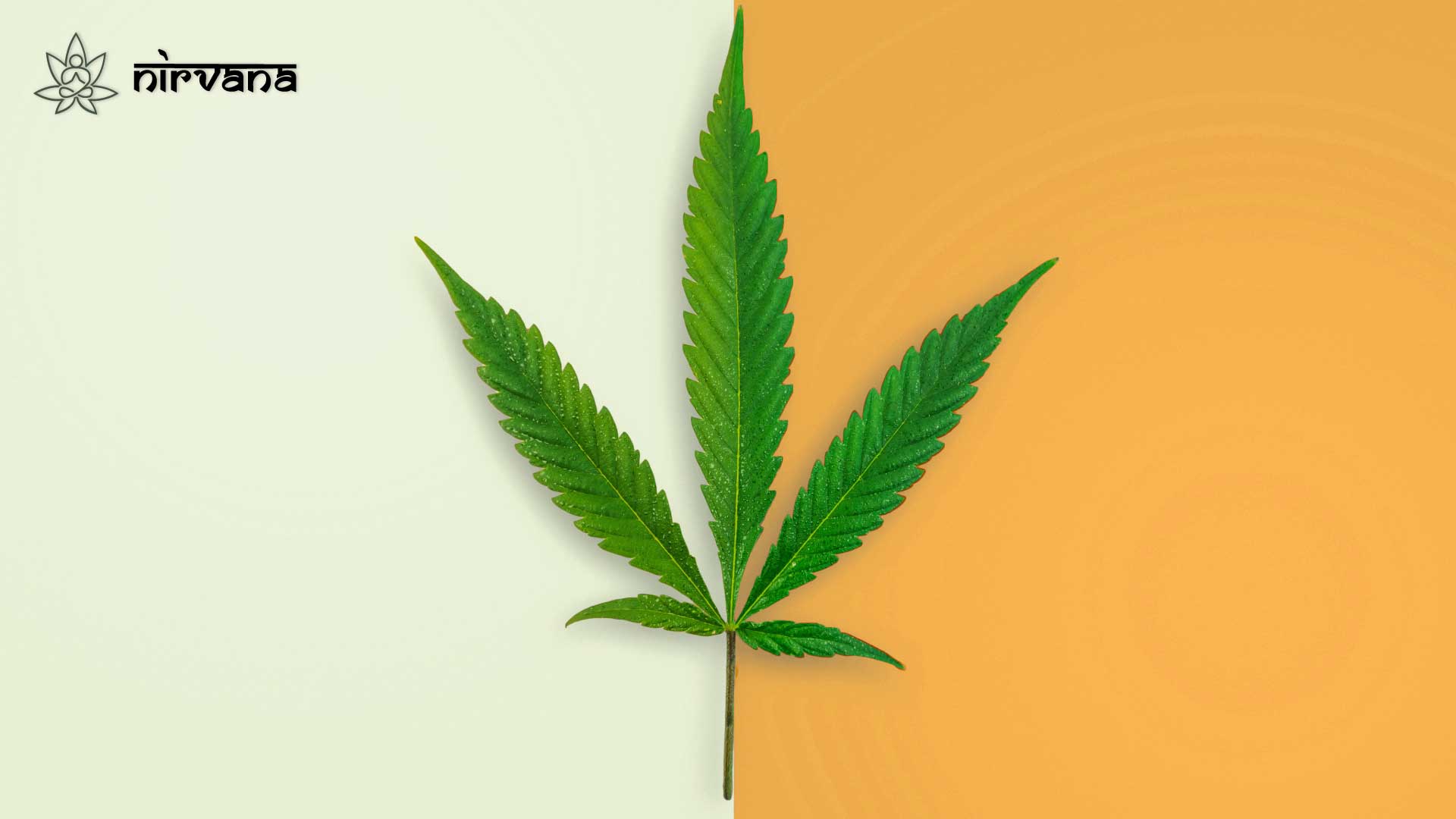 Single cannabis leaf on green and orange background