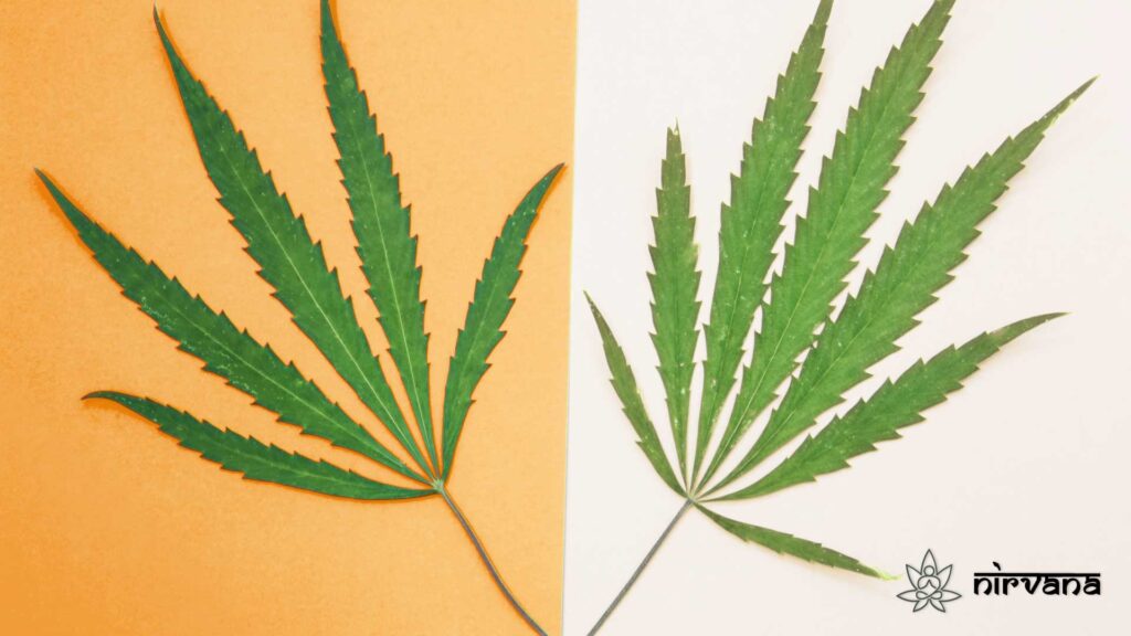 Two cannabis leaves on orange and white backgrounds