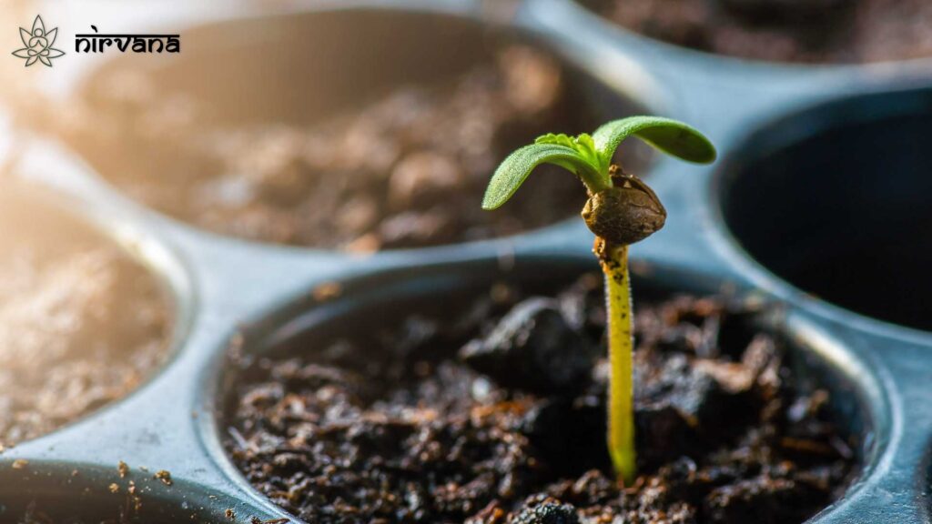 Cannabis seedling sprouting in soil tray