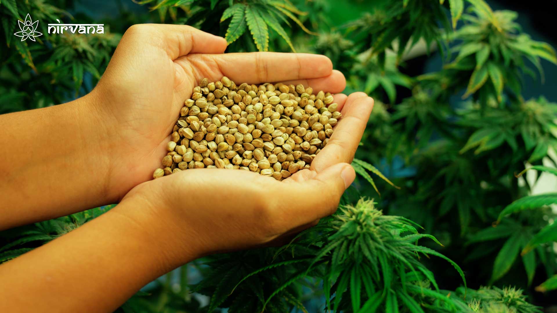 Hands holding cannabis seeds near hemp plants