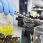 Lab testing cannabis under a microscope