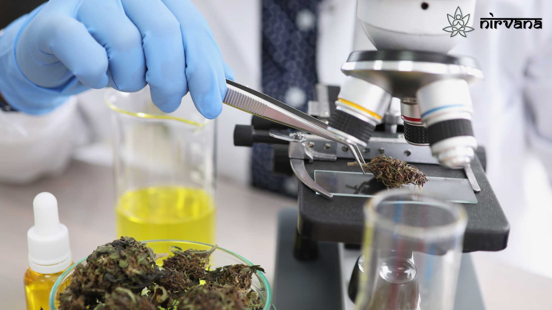 Lab testing cannabis under a microscope