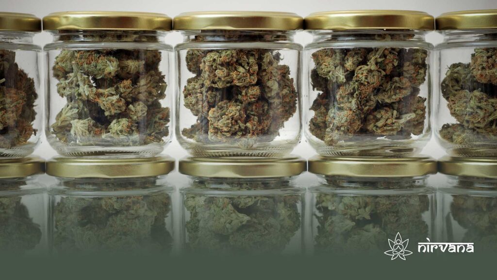 Glass jars filled with cannabis buds