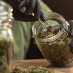 Hands using tongs to handle cannabis buds in a jar