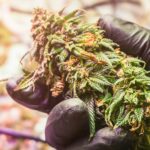 Gloved hand holding a cannabis bud