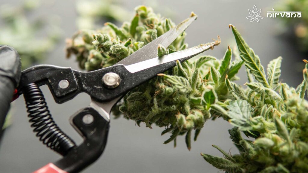 Scissors trimming a cannabis plant