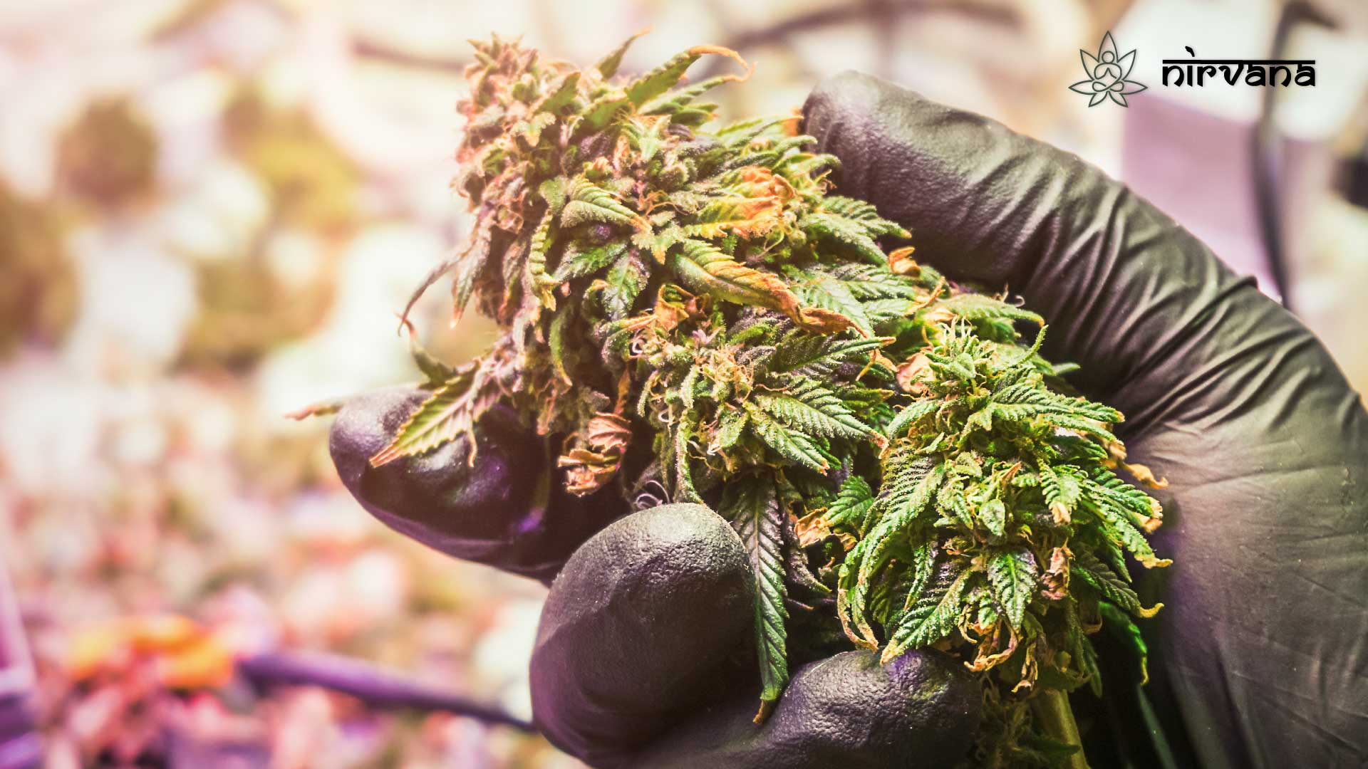 Gloved hand holding a cannabis bud