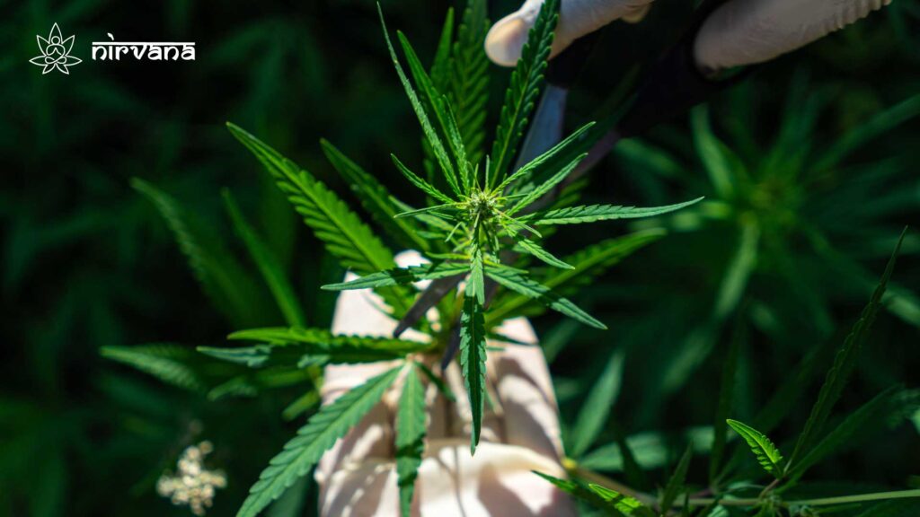 Gloved hand trimming a cannabis plant