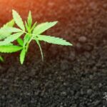 Cannabis seedling growing in soil