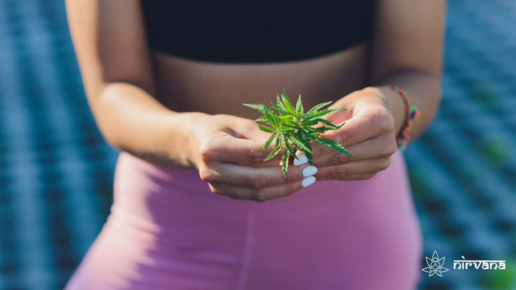 Person gently holding a fresh cannabis leaf, representing a connection between nature and well-being.