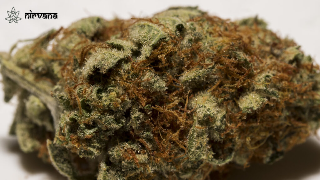 Macro shot of a frosty cannabis bud with visible trichomes and a light green hue.