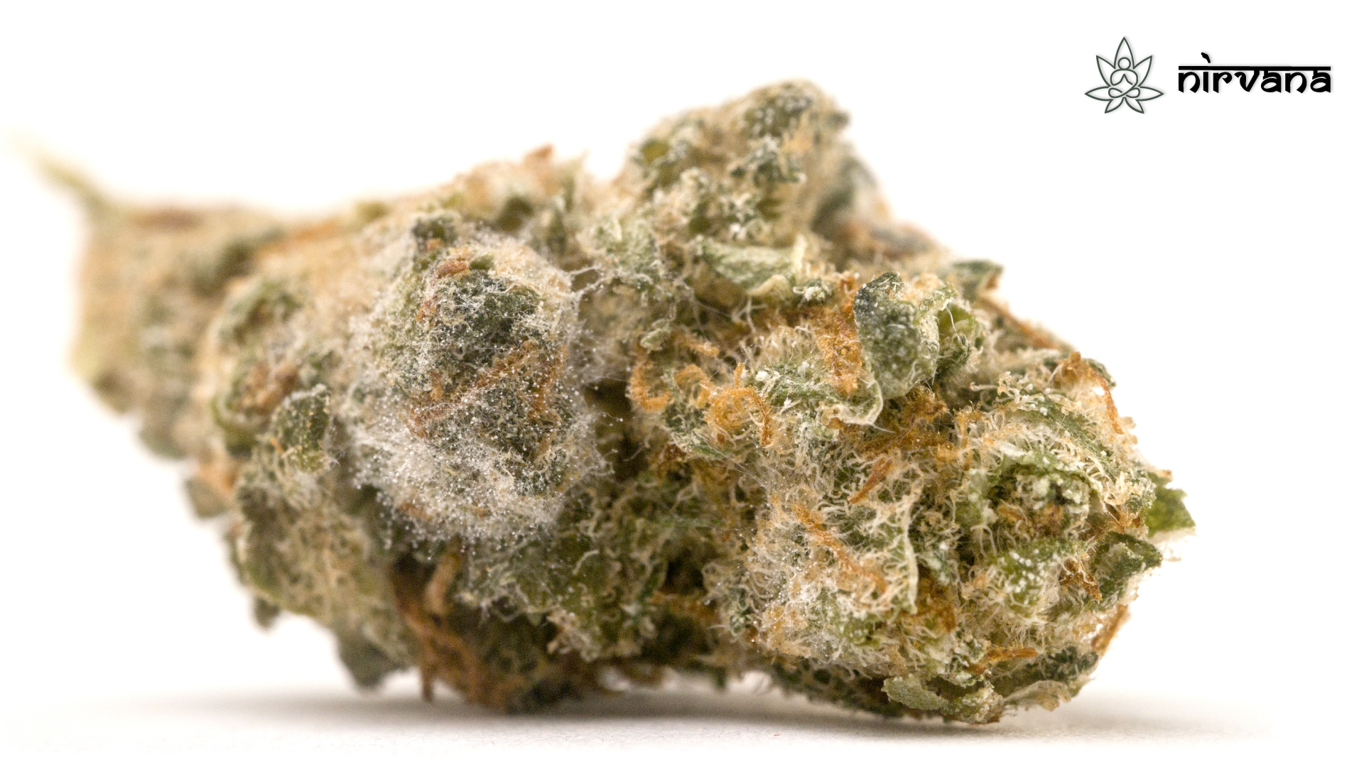 Close-up of a dense cannabis bud covered in orange pistils and frosty trichomes.