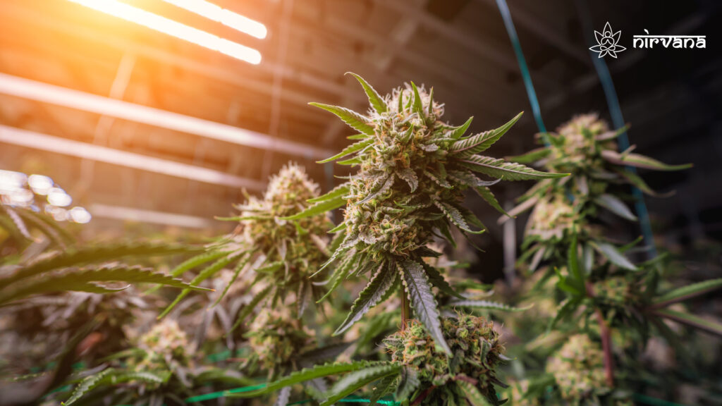 Indoor-grown hybrid cannabis plants under warm lighting, with dense, resinous buds.