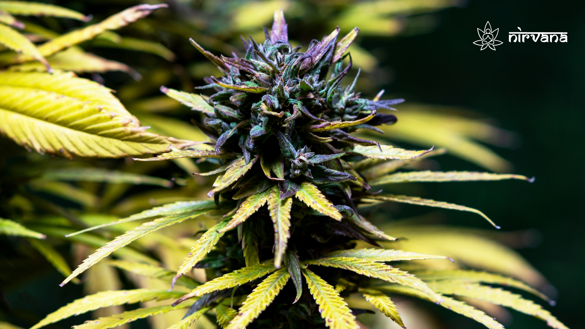 Close-up of a hybrid cannabis plant with deep purple and green hues, covered in trichomes.