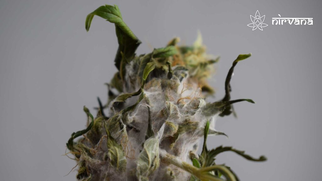 Dried cannabis bud covered in mold against a neutral background. Nirvana logo in the top right corner.