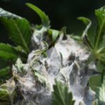 Close-up of a cannabis bud with visible mold growth. Nirvana logo in the top right corner.