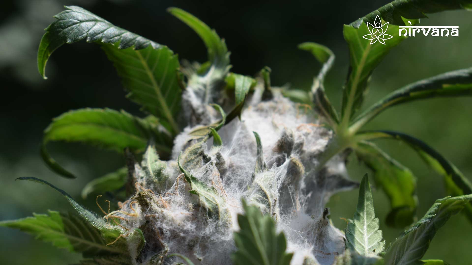 Close-up of a cannabis bud with visible mold growth. Nirvana logo in the top right corner.