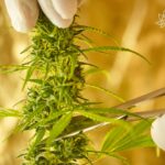 Gloved hands trimming a fresh cannabis bud with precision. Nirvana logo in the top right corner.