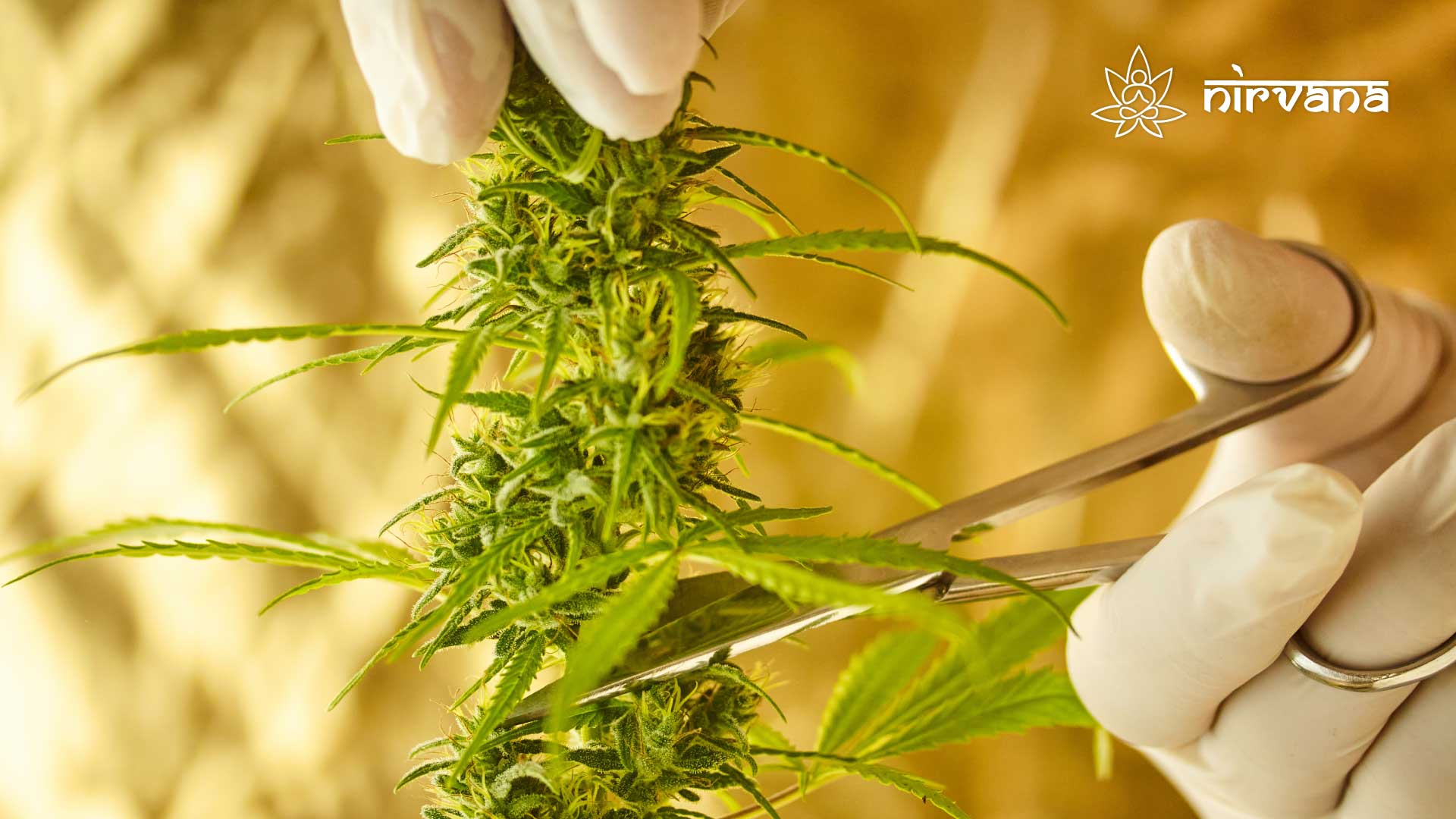 Gloved hands trimming a fresh cannabis bud with precision. Nirvana logo in the top right corner.